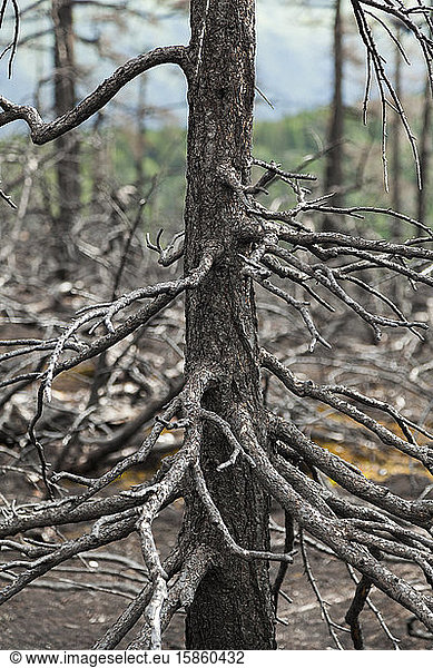 Dead burned trees  Kenai Peninsula  Alaska