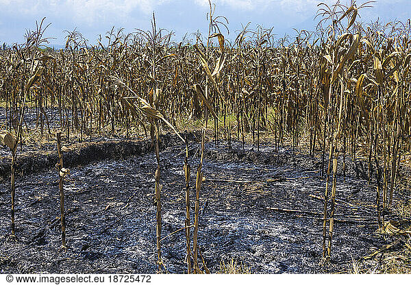 Dead corn field dry season in Bali.Indonesia.