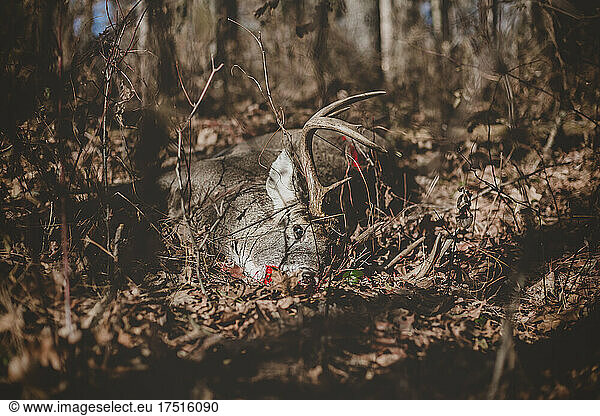 Dead deer laying in woods