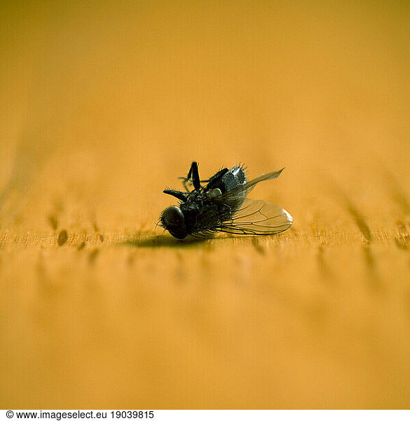 Dead fly upside down on wood floor.