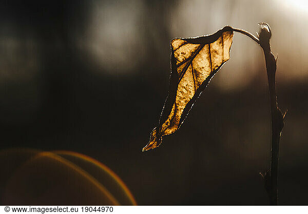 Dead leaf illuminated by golden sun during winter in the midwest