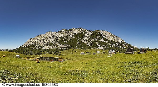 Dead mountains  herds and alpine huts on theTauplitz Alm  Tauplitz  Salzkammergut  Styria  Austria  Europe