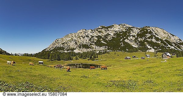 Dead mountains  herds and alpine huts on theTauplitz Alm  Tauplitz  Salzkammergut  Styria  Austria  Europe