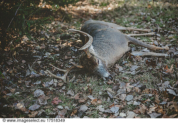 Dead 8 point buck laying in Wisconsin woods