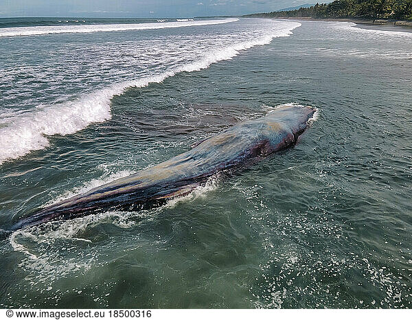 Dead sperm whale in state of putrefaction on the beach