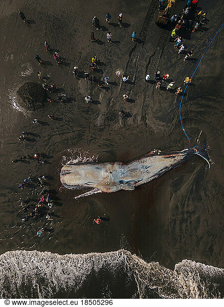 Dead sperm whale in state of putrefaction on the beach