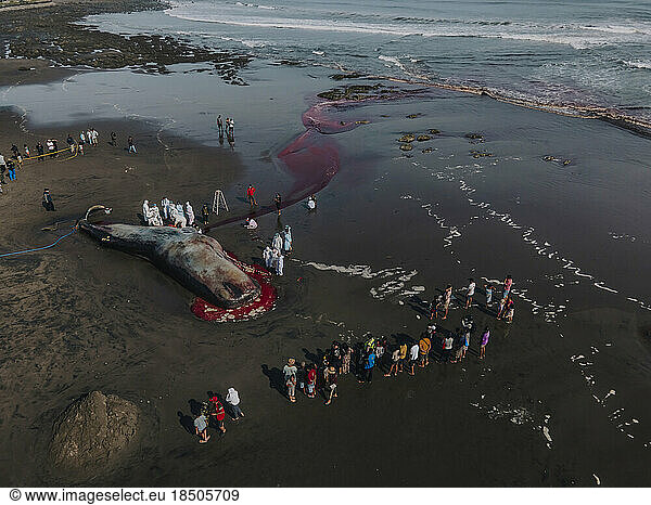 Dead sperm whale in state of putrefaction on the beach