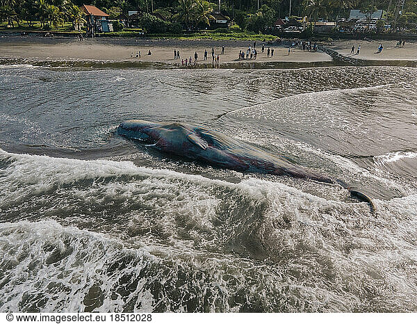 Dead sperm whale in state of putrefaction on the beach