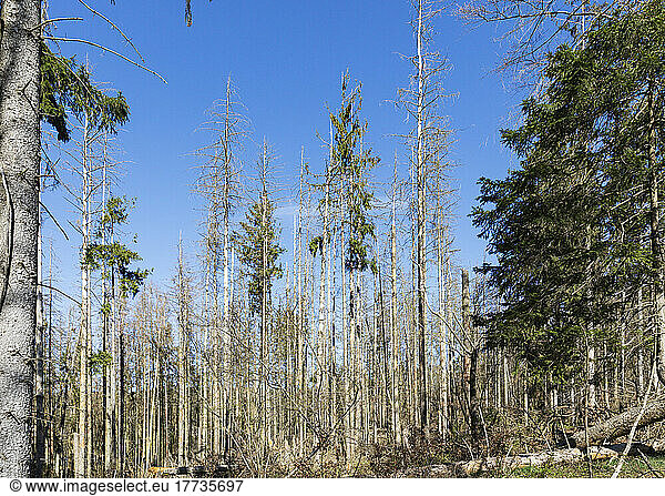 Dead spruce trees damaged by bark beetle infestation