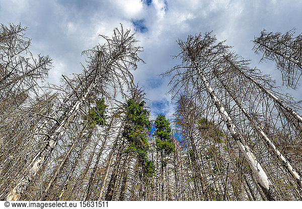 Dead spruce trees  Harz  Saxony-Anhalt  Germany