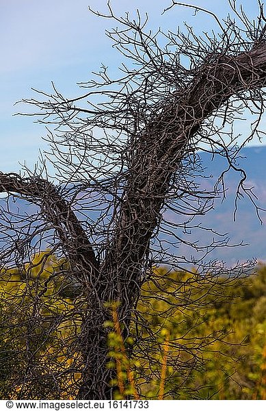 Dead tree ; Mont Ventoux,  Provence,  France