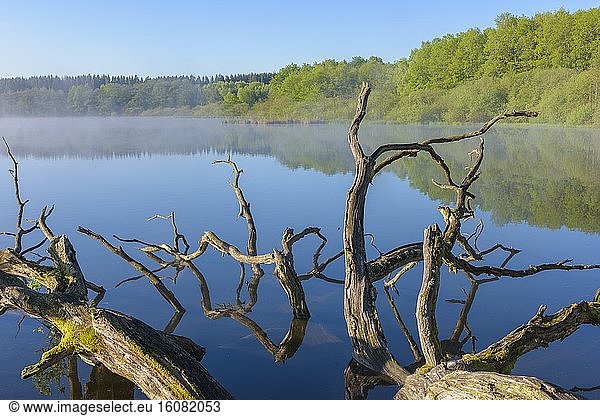Dead Tree (Oak Tree) in Lake,  Lake Rothenbachteich,  Grebenhain,  Vogelsberg District,  Hesse,  Germany,  Europe