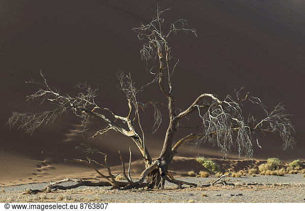 Dead tree against a sand dune in the Tsauchab Valley  Sesriem  Hardap Region  Namibia