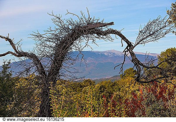 Dead tree  Mont Ventoux  Provence  France