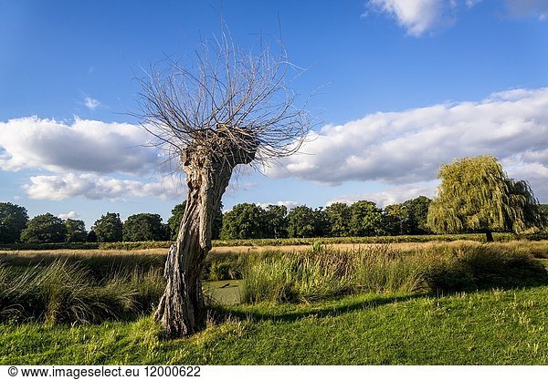 Dead tree sprouting new branches, Bushy Park, London, England, UK.