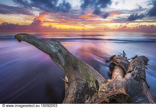 Dead tree washed up on beach of northern Mayotte  Indian Ocean