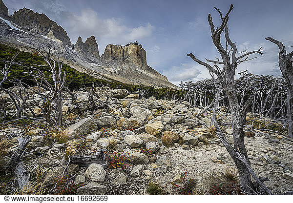 Dead trees against mountains  French Valley  Torres del Paine National Park  Patagonia  Chile