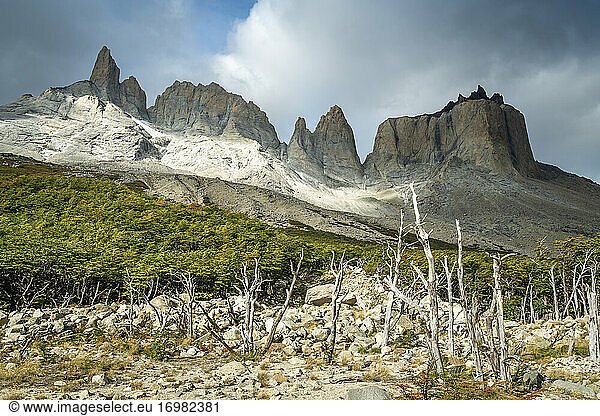 Dead trees against mountains  French Valley  Torres del Paine National Park  Patagonia  Chile
