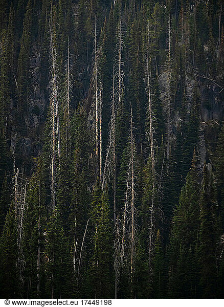 Dead trees among an Oregon forest.