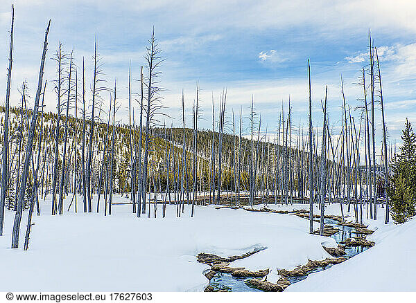 Dead trees and snow at Obsidian Creek  forests of pine trees.