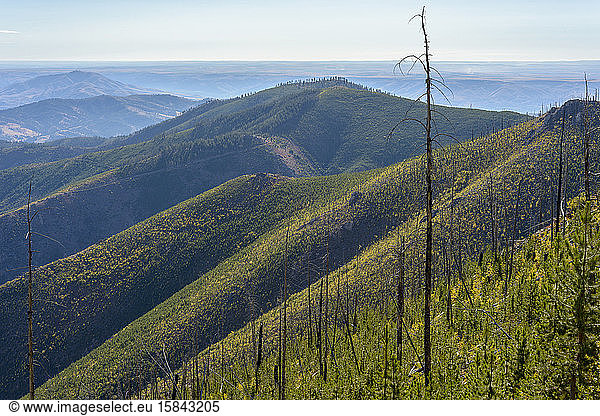 Dead Trees From Wildfire Among New Growth