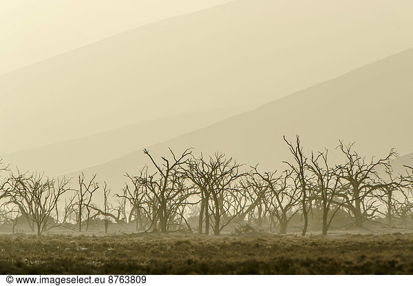 Dead trees in blistering heat  in front of sand dunes in the Tsauchab Valley  Sesriem  Hardap Region  Namibia