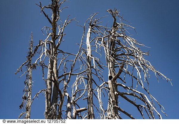 Dead trees in the North Cascade mountains  Washington  USA.