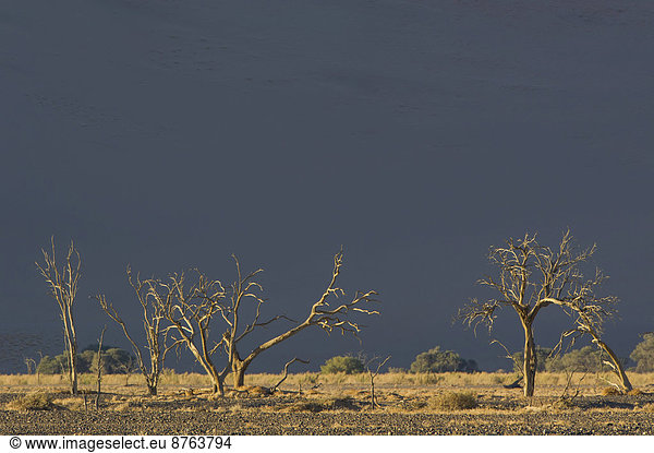 Dead trees in the Tsauchab Valley  Sesriem  Hardap Region  Namibia