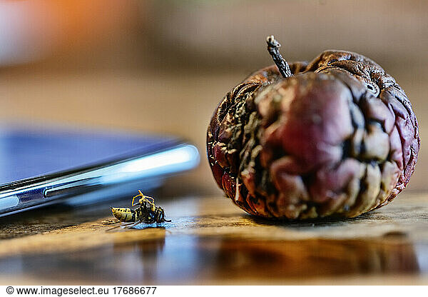 Dead wasp lying next to rotten apple