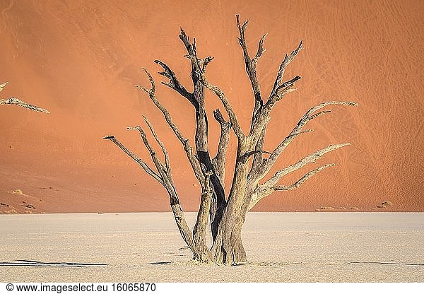 Deadvlei-Pfanne  Sossusvlei   Namib-Naukluft-Nationalpark   Namibia.