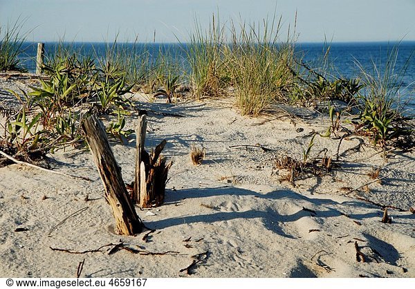 Decay and growth on the dunes  Long Beach Island  New Jersey  USA.