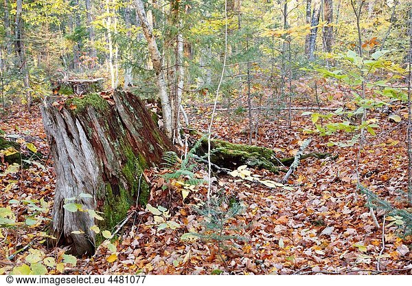 Decaying tree stump along the old Swift River Railroad in Livermore  New Hampshire USA.
