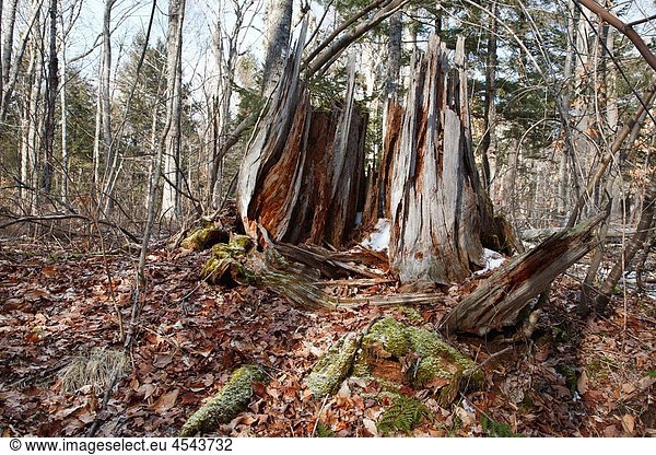 Decaying tree stump in Waterville Valley New Hampshire USA.