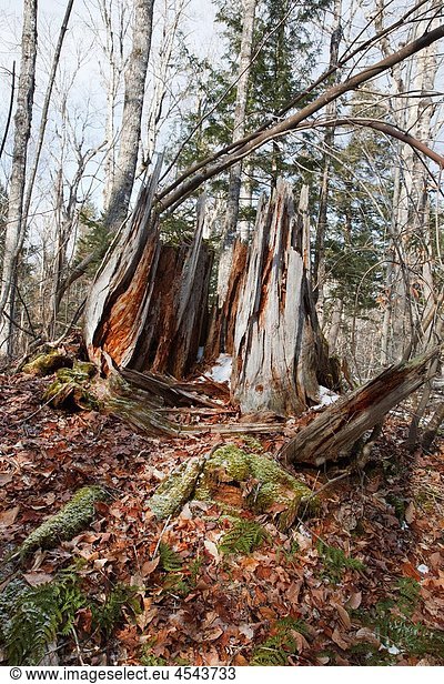 Decaying tree stump in Waterville Valley New Hampshire USA.