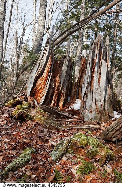 Decaying tree stump in Waterville Valley  New Hampshire USA.