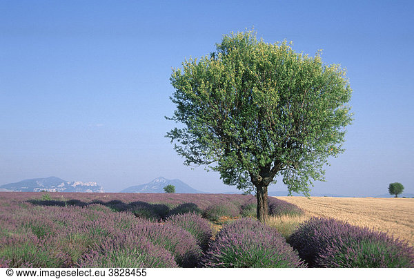 Deciduous tree in Lavender field  La Begude-Blanche  Provence  Southern France / (Lavendula angustifolia)