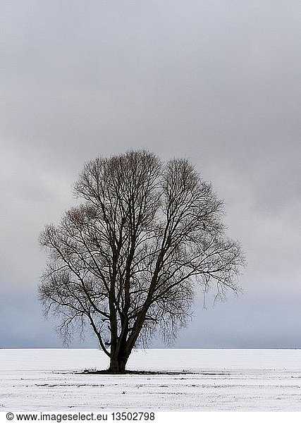 Deciduous tree in winter on meadow  Erfurt  Thuringia  Germany  Europe