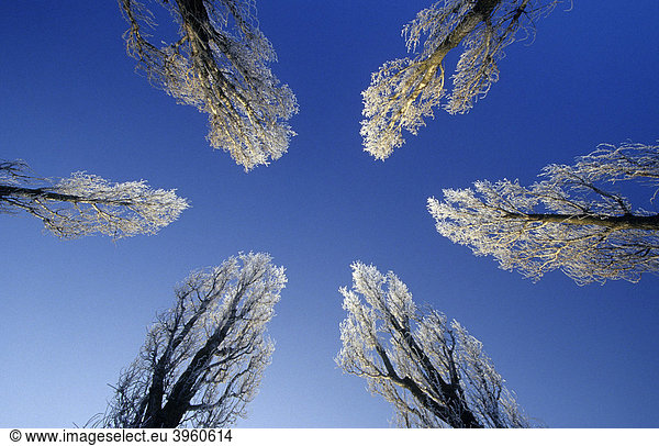 Deciduous trees in winter  in an oval  four seasons series  Munich  Bavaria  Germany  Europe