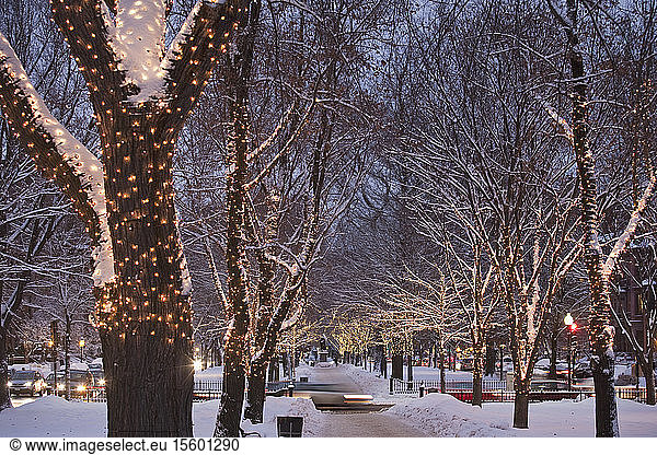 Decorated trees along an avenue in winter  Commonwealth Avenue  Boston  Massachusetts  USA
