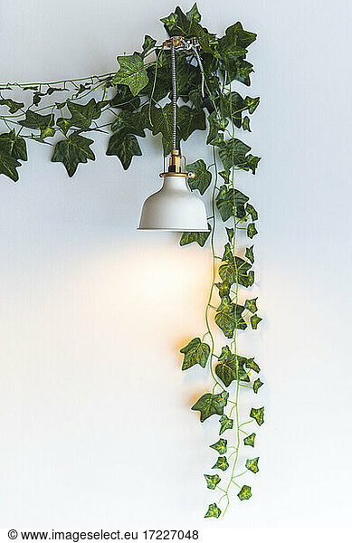 Decoration of vines and pendant light at cafe