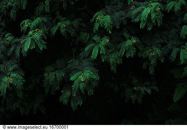 deep fresh green leaves texture background