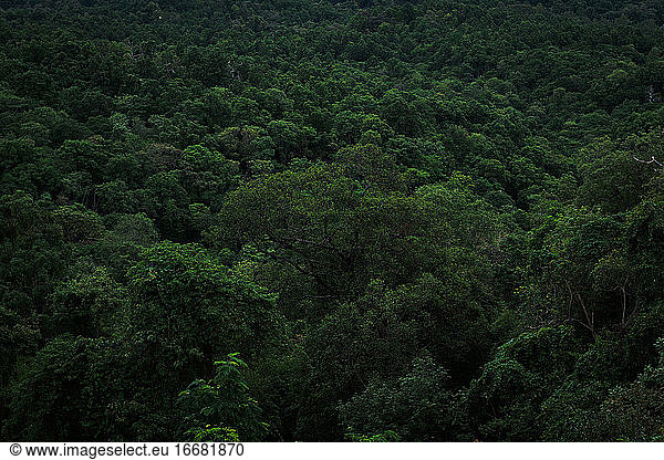 Deep green jungle forest background