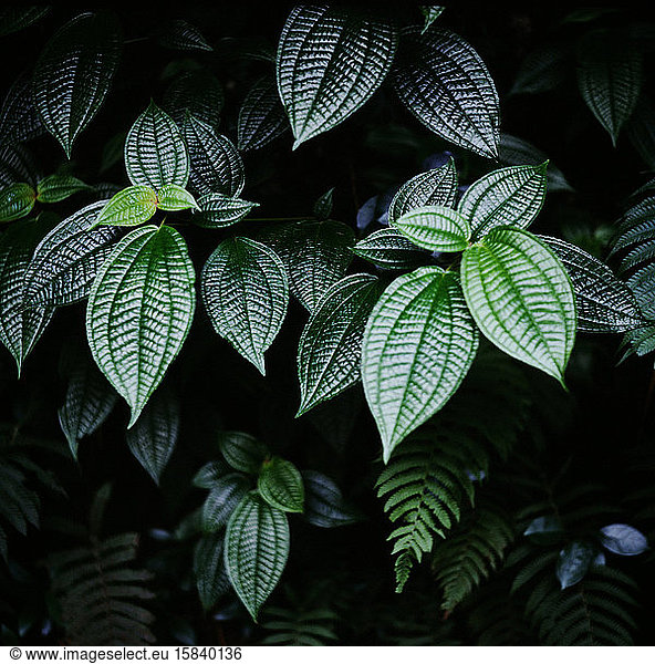 Deep Green Tropical Textured Leaves