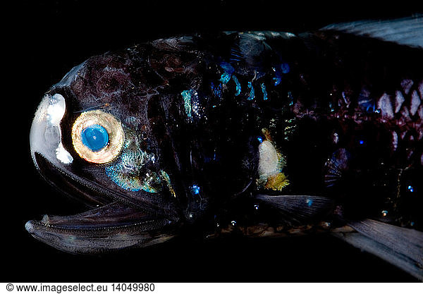 Deep-Sea Lanternfish Deep-Sea Lanternfish,bathypelagic,bioluminescence ...