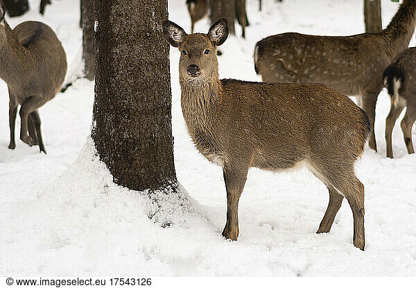 Deer by tree at winter forest