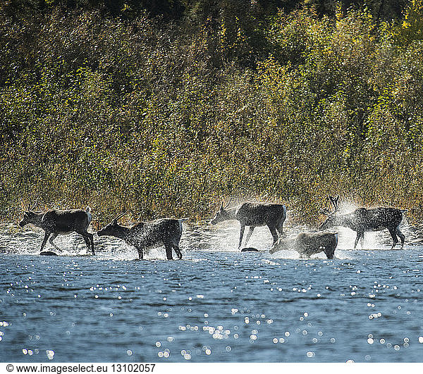 Deer in river at Yukon_Charley Rivers National Preserve during sunny day