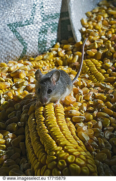 Deer Mouse (Peromyscus Maniculatus) Is The Only Native Mouse That Regularly Enters Houses And Sheds  Ranging From Mexico To Northern Canada. They Particularly Enjoy Wheat And Corn And Can Be A Pest In Grain Storage Areas.