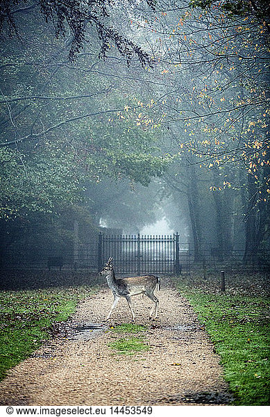 Deer on gravel path in park on a misty morning  iron gate in background.