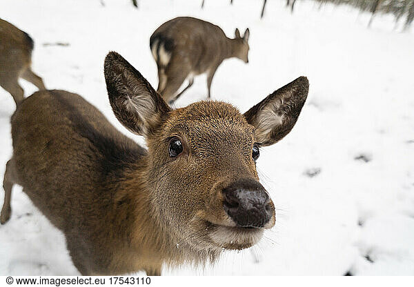 Deer on snow at winter forest