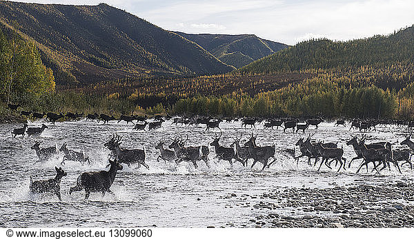 Deer running in river against mountains at Yukon_Charley Rivers National Preserve